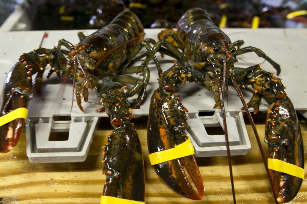Lobsters are seen at the Clam Shack in Kennebunkport, Maine. The state's lobstermen set a record for the value of the lobster catch for the seventh year in a row. Photo: AP