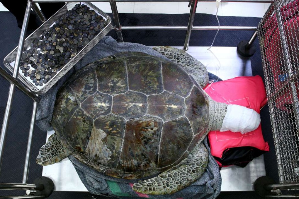 Omsin rests after surgery to remove 915 coins from her stomach at the Faculty of Veterinary Science at Chulalongkorn University in Bangkok on Monday. Photo: Reuters