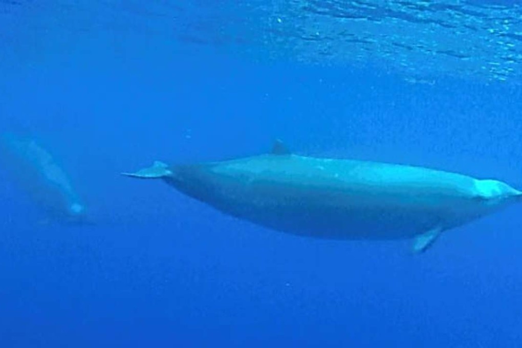 True's beaked whales swim off the Azores, in a 2013 video that captured the species underwater for the first time. Photo: Roland Edler / PeerJ