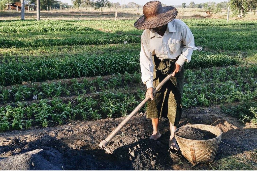 U Ko Aye starts work every day at sunrise, takes a lunch break at 11am and only leaves the farm at sunset. Photo: Karim Raslan