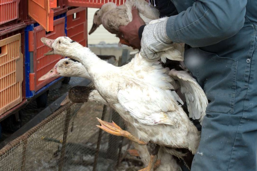Ducks are caged before being transported to a slaughterhouse to eradicate the epidemic of avian influenza at the farm of Hazard in Saint-Aubin, France. The 360,000 ducks still alive in the Landes, the first national producer of foie gras, will be slaughtered in order to eradicate the epidemic. Photo: EPA