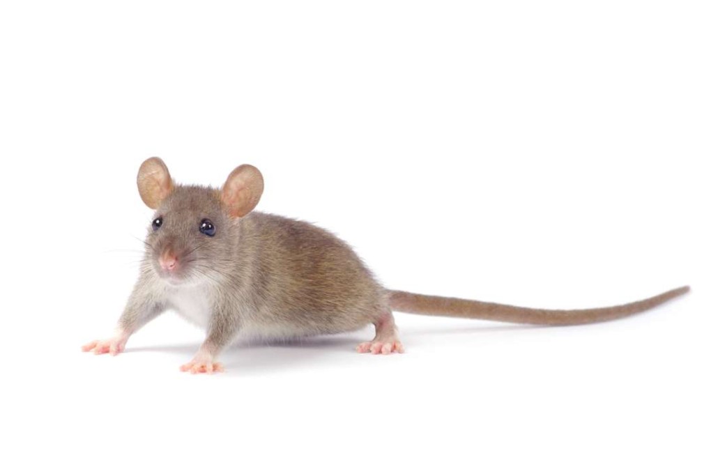 The mayor of Paris said the city would spend 1.5 million euros ($1.6 million) to rid the French capital of rats. File photo: Shutterstock