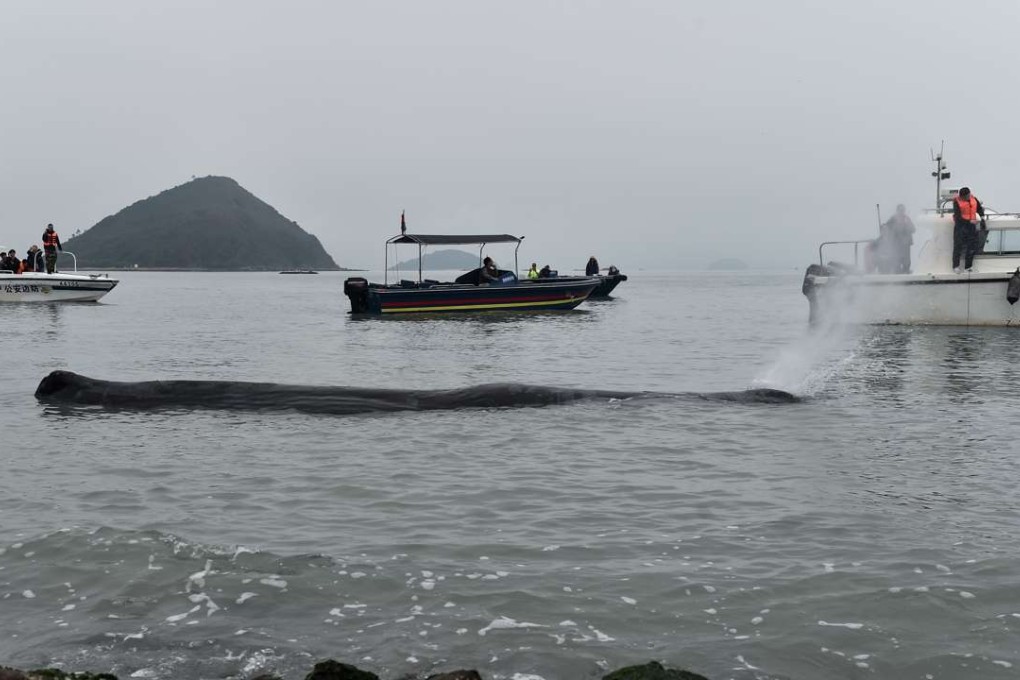 Rescuers watch an injured sperm whale in Huizhou Harbour, Guangdong province, on Tuesday. Photo: Xinhua