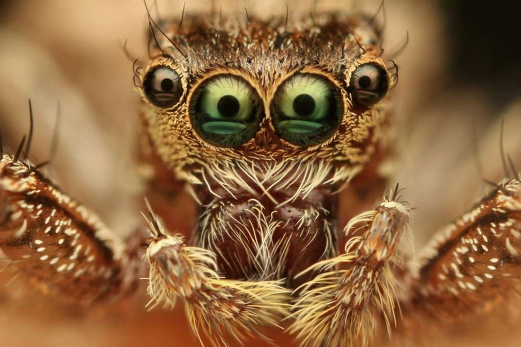 Pleased to eat you. A closeup of a spider and its eyes. Photo: Shutterstock