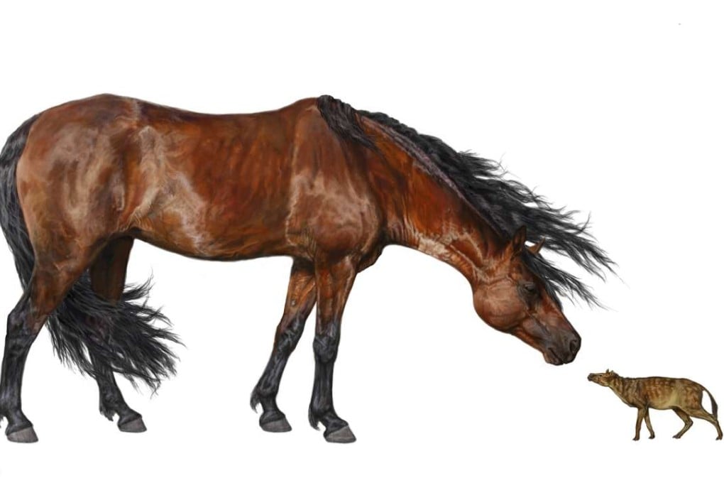 In this artist rendering provided by the Florida Museum of Natural History, illustration by Danielle Byerley shows a comparison of a Sifrhippus sandrae, right, with a modern Morgan horse that stands about1.5 metres tall at the shoulder. Global warming often leads to global shrinking for mammals, a new study suggests. Photo: AP