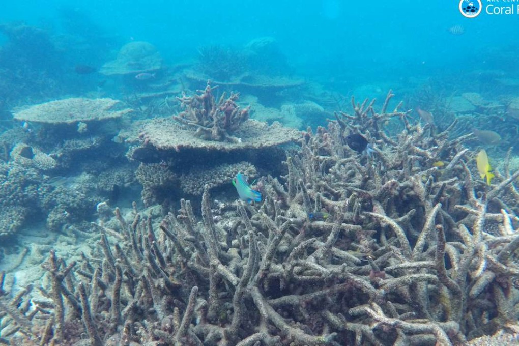 In this November 2016 photo provided by ARC Centre of Excellence for Coral Reef Studies, dead staghorn coral killed by bleaching appears drab on the northern Great Barrier Reef, Australia. Photo: ARC Centre of Excellence via AP)