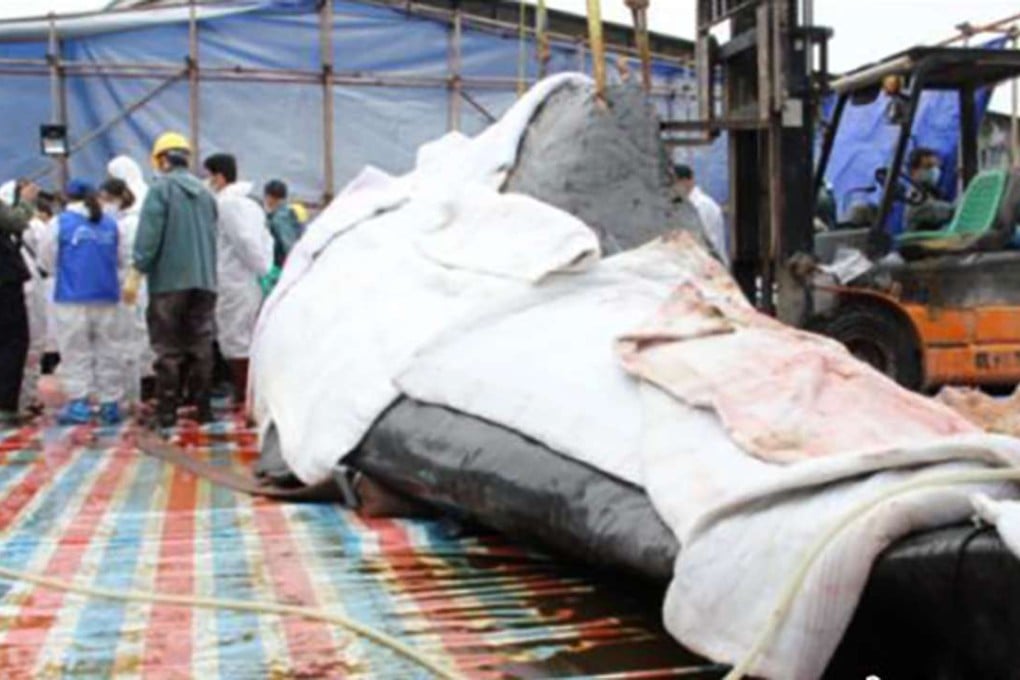 The sperm whale’s body was removed from Daya Bay by cranes. Photo: Handout