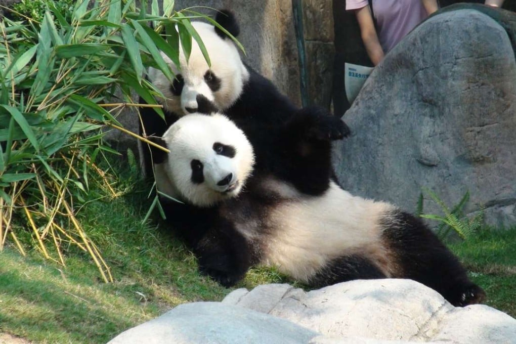 Female giant panda Ying Ying and male giant panda Le Le. Photo: Ocean Park