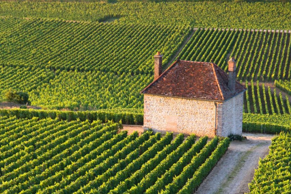 Vineyards in Gevrey-Chambertin, Burgundy, France.