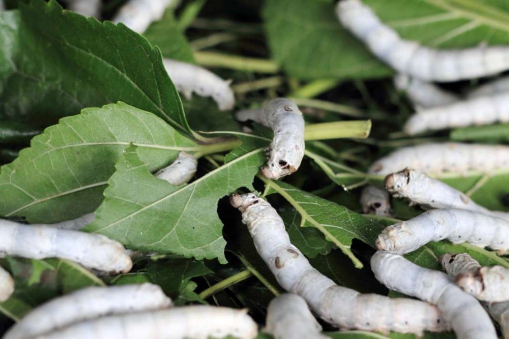 Chinese scientists have modified silkworm genes to destroy a common virus. Photo: Corbis