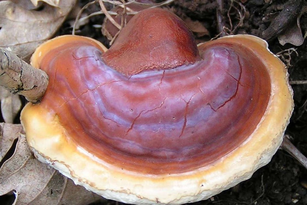 A lingzhi mushroom. Lingzhi can improve immune function and inhibit the growth of some malignant tumours.
