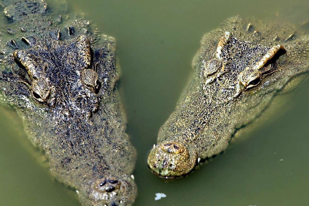 epa000233413 Two crocodiles cool off at Guangzhou's crocodile farm Guangdong Southern China as temperatures reached 39.1 degrees celcius (102 degrees fahrenheit) on Thursday, 15 July 2004. Hot weather killed 39 people over two days last week in the southern Chinese city of Guangzhou near Hong Kong. EPA/PAUL HILTON