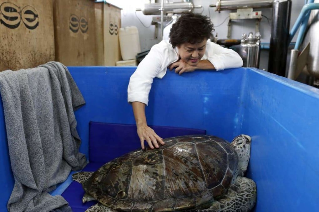 Veterinary scientist Nantarika Chansue nurses the turtle after surgery to remove coins from its stomach. Photo: EPA