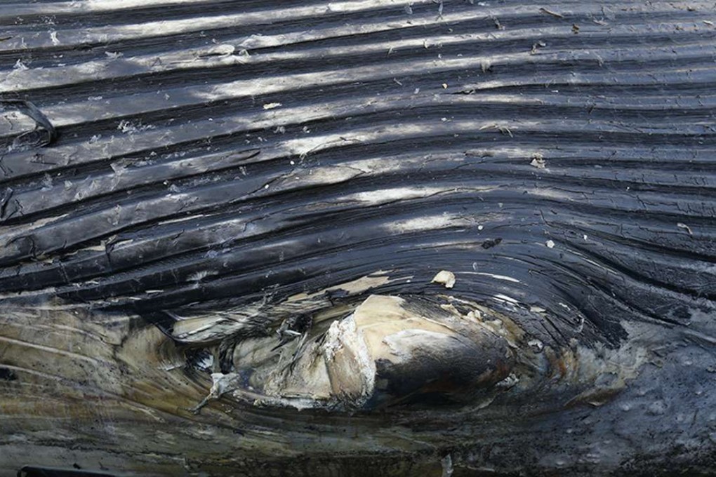 The whale carcass appeared to have had its fins sawed off. Photo: Handout