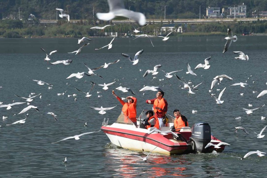Tourists feed birds on the Dianchi lake in Kunming. Efforts to fight pollution are starting to pay off as the water quality of the lake was upgraded in January. Photo: Xinhua