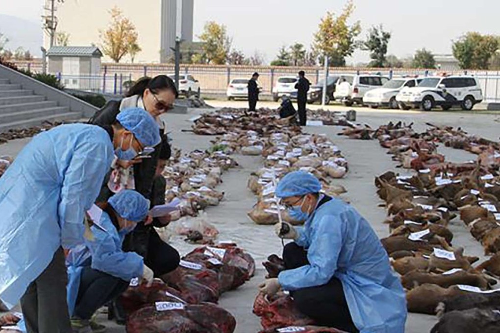 The carcasses seized in Shaanxi province. Photo: Handout