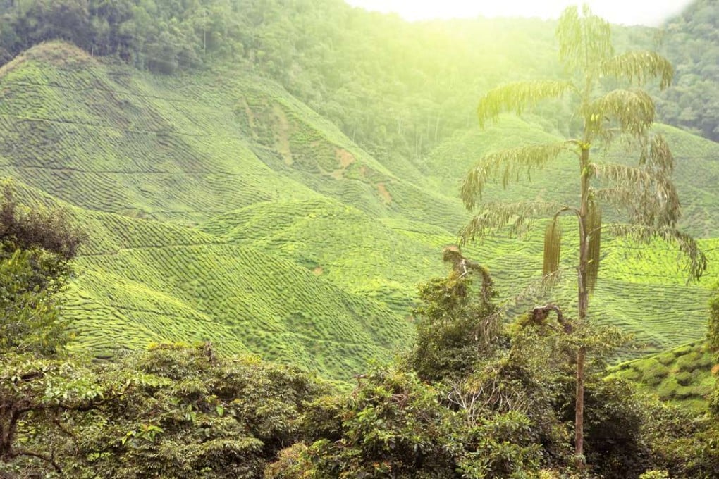 Li-yan goes from picking tea for poverty wages in China to trading it in Los Angeles in Lisa See’s book. Photo: Shutterstock