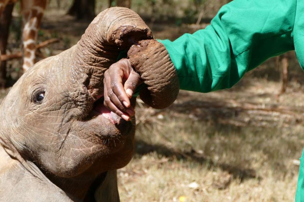 Enkesha’s wound after the operation. Photo: courtesy of the David Sheldrick Wildlife Trust