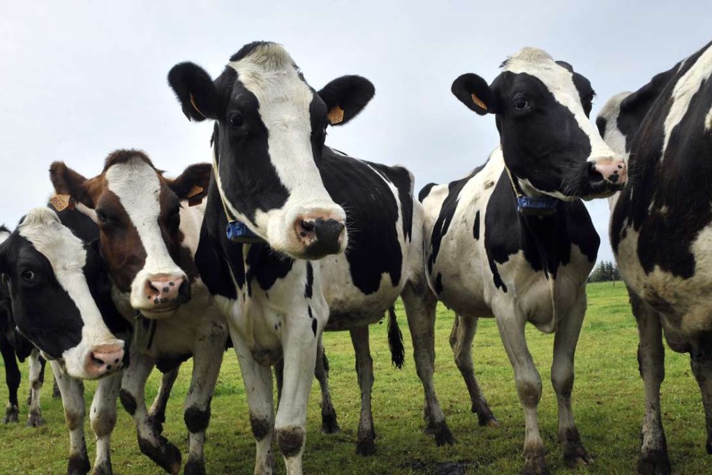 Holstein cows on a farm. Huishan Dairy is China’s largest operator of dairy farms, with as many as 200,000 dairy cattle.Photo: AFP