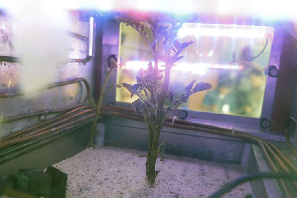 A potato plant growing inside a Mars simulator in Lima, Peru. Photo: AP