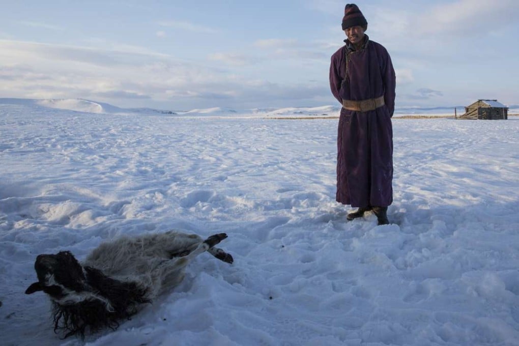 Herder Batsuri Sharkhuu with a dead sheep. Pictures: Taylor Weidman