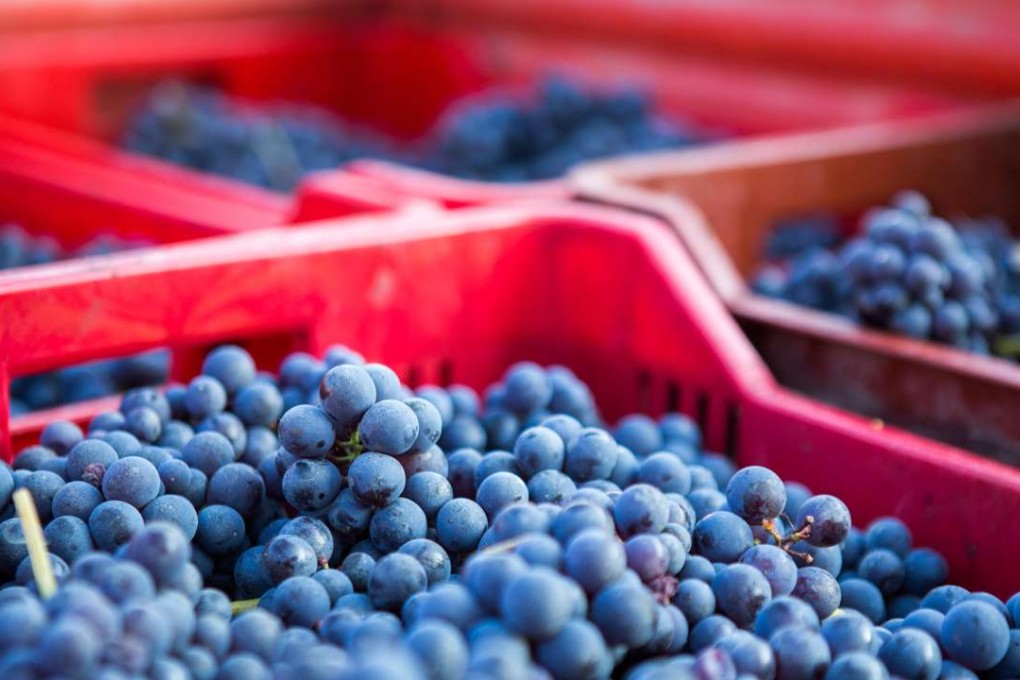 Grapes harvested in Piedmont, Italy, the home of Barolo/Barbaresco red wines. Photo: Alamy