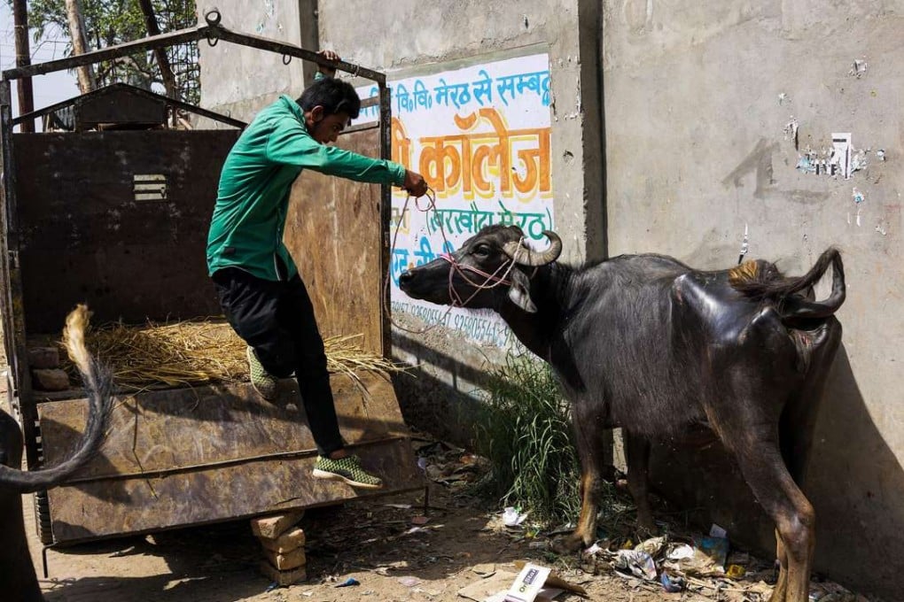 An Indian man unloads a buffalo near an abattoir in Meerut. Photo: AFP