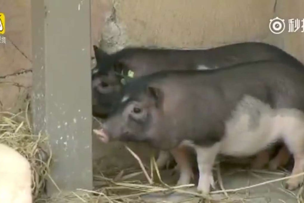 The two pigs in their pen in Shenzhen. Photo: Handout