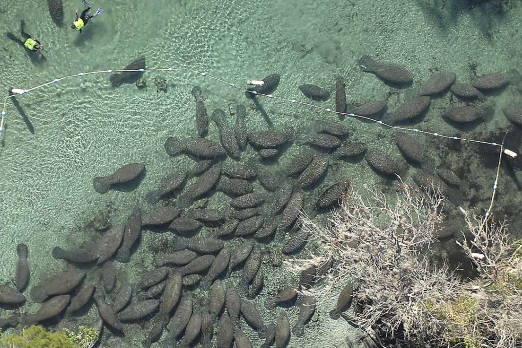 In this 2014 file photo, divers swim with dozens of manatees as the animals congregate around a freshwater spring at the Three Sisters Springs on the Crystal River north of Tampa, Florida. Photo: AP