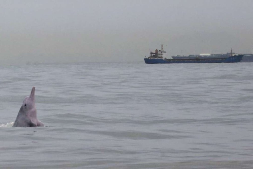 A Chinese white dolphin is sighted near the Hong Kong-Zhuhai-Macau bridge construction. Photo: Felix Wong