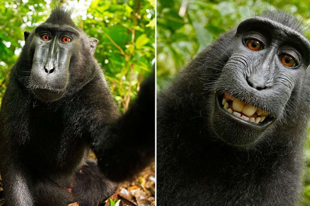 Among those living in Tangkoko is Naruto, who shot to fame after grabbing a British wildlife photographer’s camera and snapping some selfies. Photo: Handout