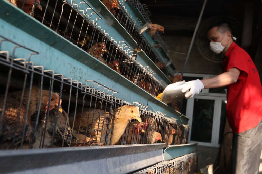 A chicken farmer in Yuen Long feeding his livestock. Photo: Nora Tam