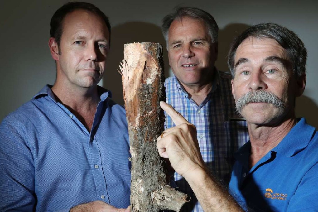 Showing an example of brown root rot disease are (from left) Paul Barber, Philip Cannon and Kevin Eckert. Photo: Nora Tam