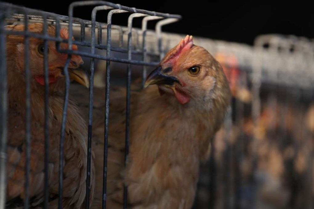 Past incidents show that the source of infected birds could be both Hong Kong and mainland farms. Photo: Nora Tam