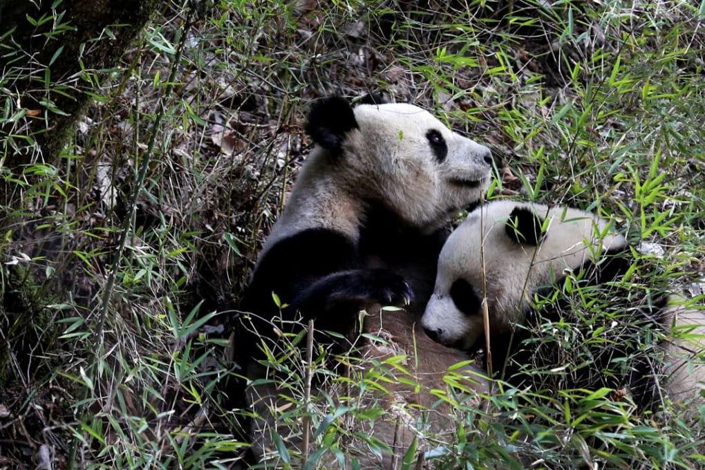 The mother filmed feeding her cub in the Qinling mountains in Shaanxi province. Photo: Xinhua