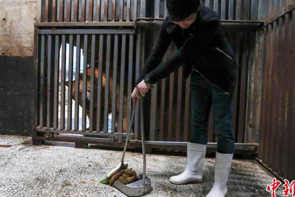 A visitor cleans the polar bear enclosure in Hubei. Photo: Handout