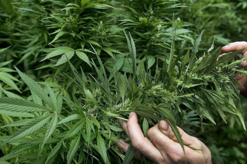 Police seized 1,300 cannabis plants during the raids. Photo: EPA