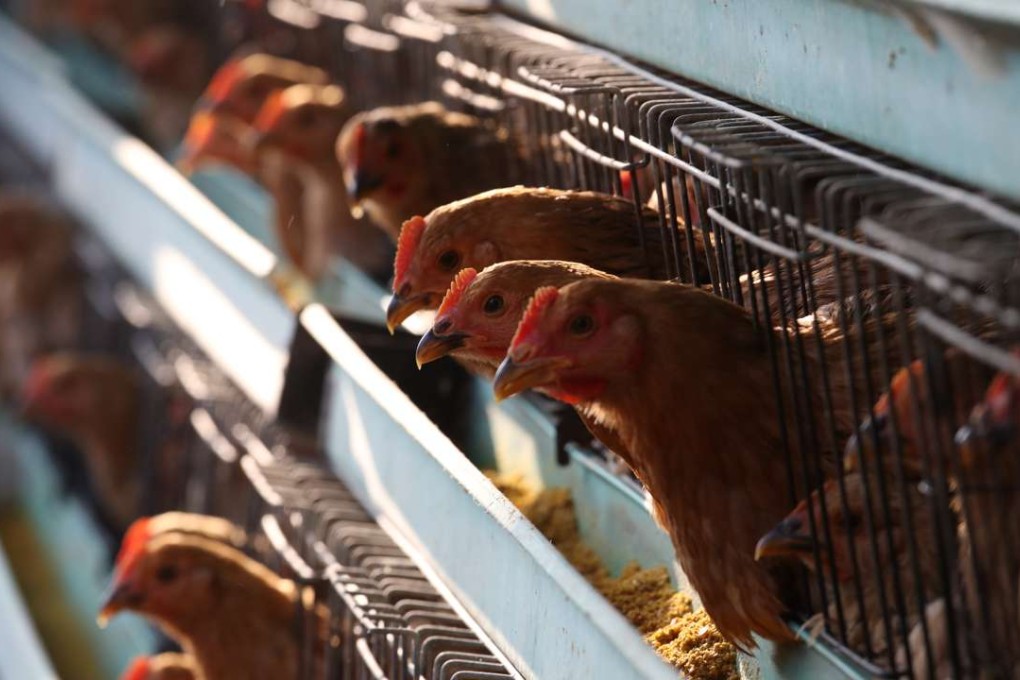 Successive governments have shied away from taking tough decisions on the safety of live poultry, but it’s time to put the issue to rest once and for all. Photo: Nora Tam