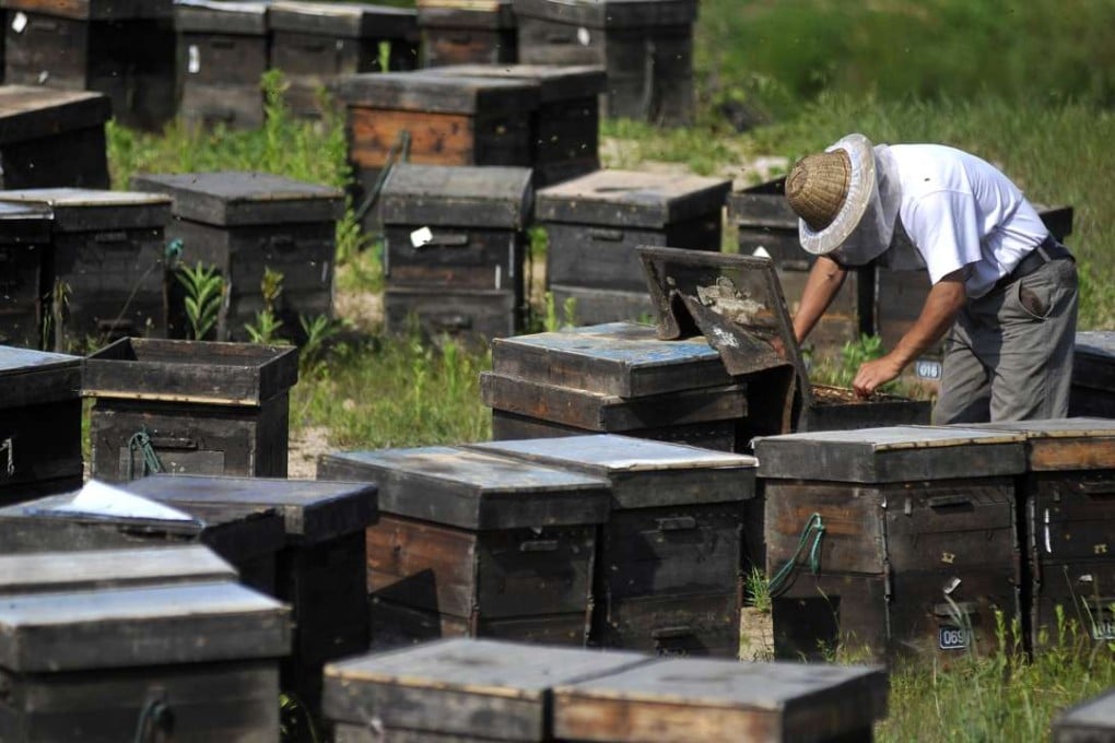 A beekeeper examines honeycomb in a field in Qingdao, Shandong province. Photo: EPA