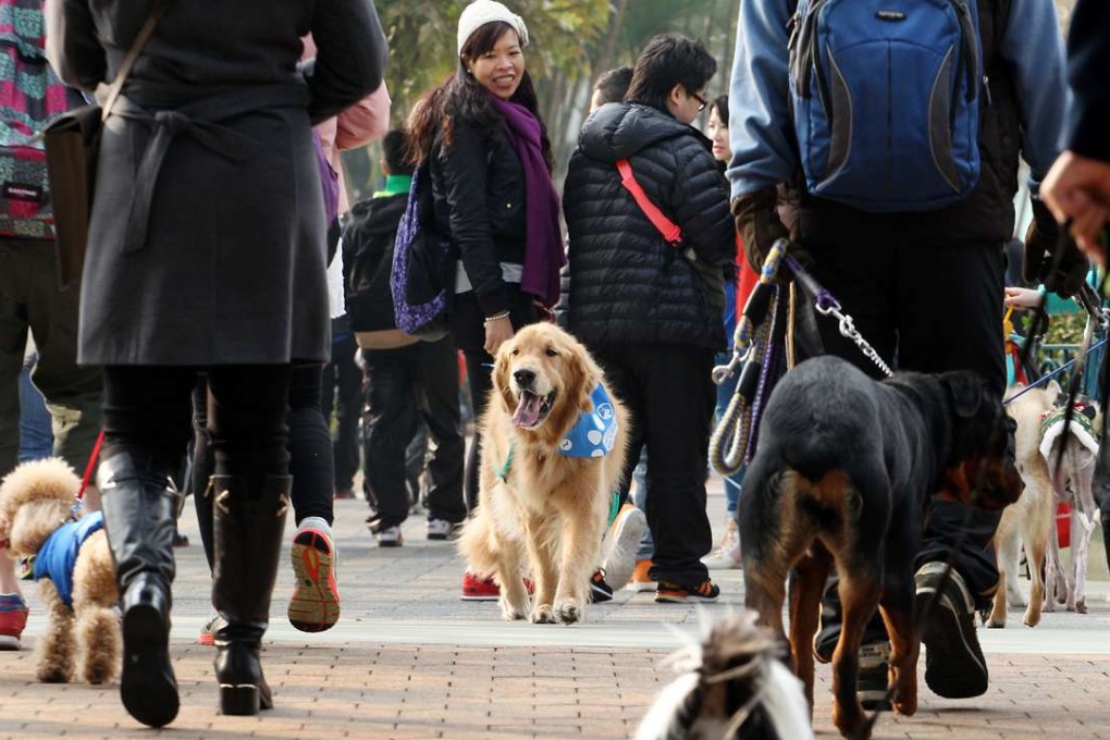 Participants walking in Hills's SPCA Family Wag 'N' Walk 2014 at Hong Kong Disneyland. Photo: SCMP