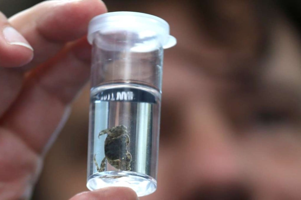 The Haberma tingkok, slightly larger than a fingernail, was spotted last summer walking along the branches of mangroves in Ting Kok. Photo: Nora Tam