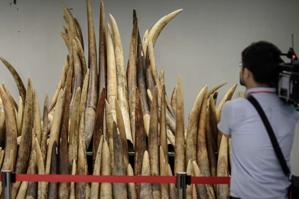 A cameraman in Hong Kong films seized ivory tusks prior to their incineration in 2014. Apart from being a major transit conduit for ivory, Hong Kong also boasts one of the world’s largest remaining ivory retail markets. Photo: AFP