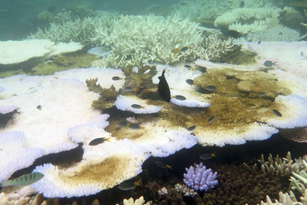 epa05900630 An undated handout photo made available by the Arc Centre of Excellence for Coral Reef Studies on 10 April 2017 shows the bleaching damage on the corals of the Great Barrier Reef, Queensland, Australia. Recent aerial surveys by the Australian Research Council's Centre of Excellence for Coral Reef Studies has revealed only the southern third of the Great Barrier Reef has escaped unscathed from coral bleaching. Back-to-back bleaching has killed huge tracts of the reef, the Council said. EPA/BETTE WILLIS/ARC CENTRE CORAL REEF STUDIES HANDOUT HANDOUT EDITORIAL USE ONLY/NO SALES