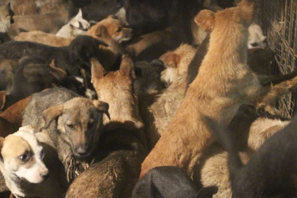 Caged dogs, during the Yulin dog meat festival in Guangxi last year. Photo: Thomas Bird