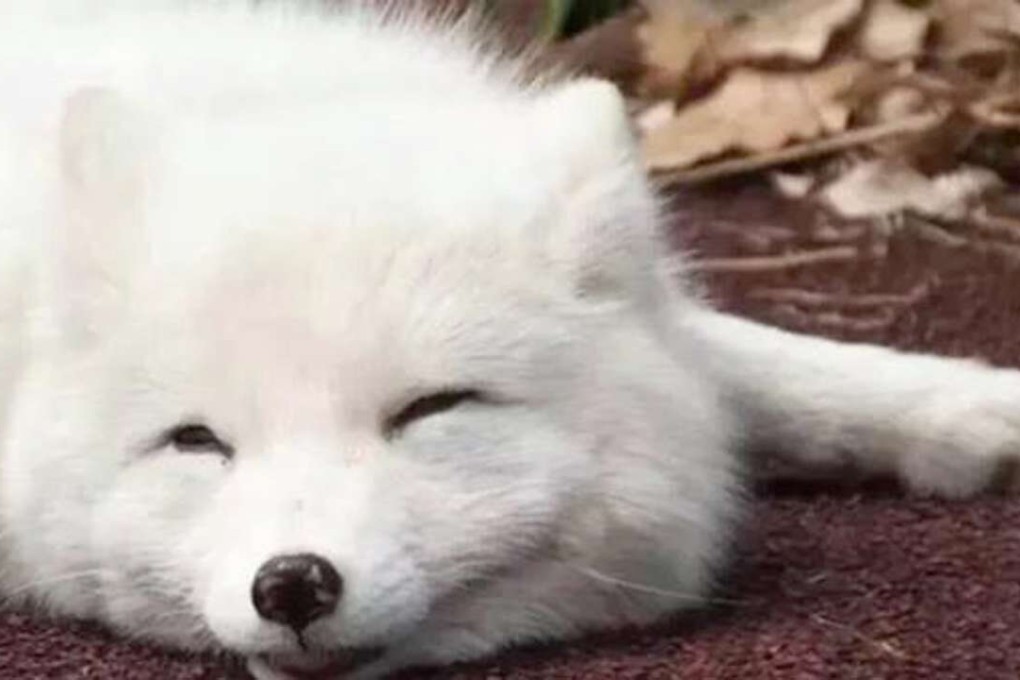 The fox at the Hangzhou school takes a breather. Photo: Handout