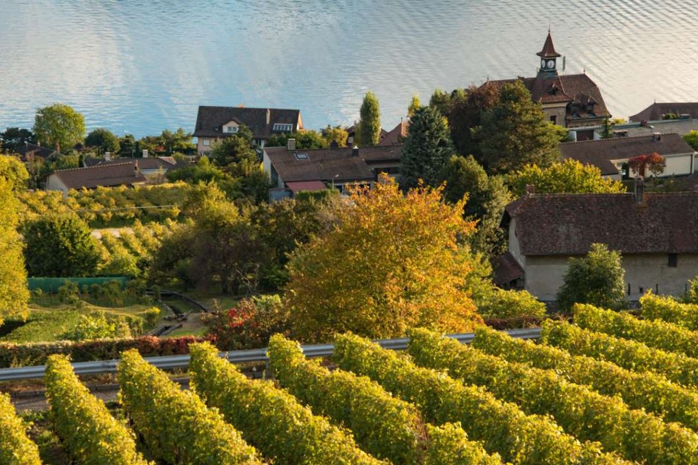 The vineyards of Lavaux, in Switzerland, where the main grape variety is chasselas. Picture: Alamy