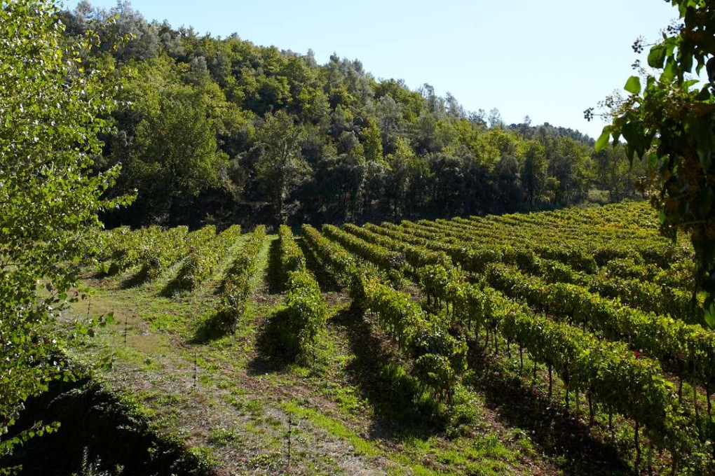 Celebrities are increasingly joining forces with respected producers to craft top wines and spirits. Photo: Serge Chapuis
