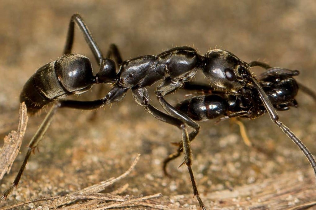 A Matabele ant is seen carrying an injured mate back to the nest after a raid in this July 26, 2013 handout photo. Scientists say a sub-Saharan ant species engages in surprising rescue behaviour and retrieving injured comrades after battles with termites. Photo: Reuters
