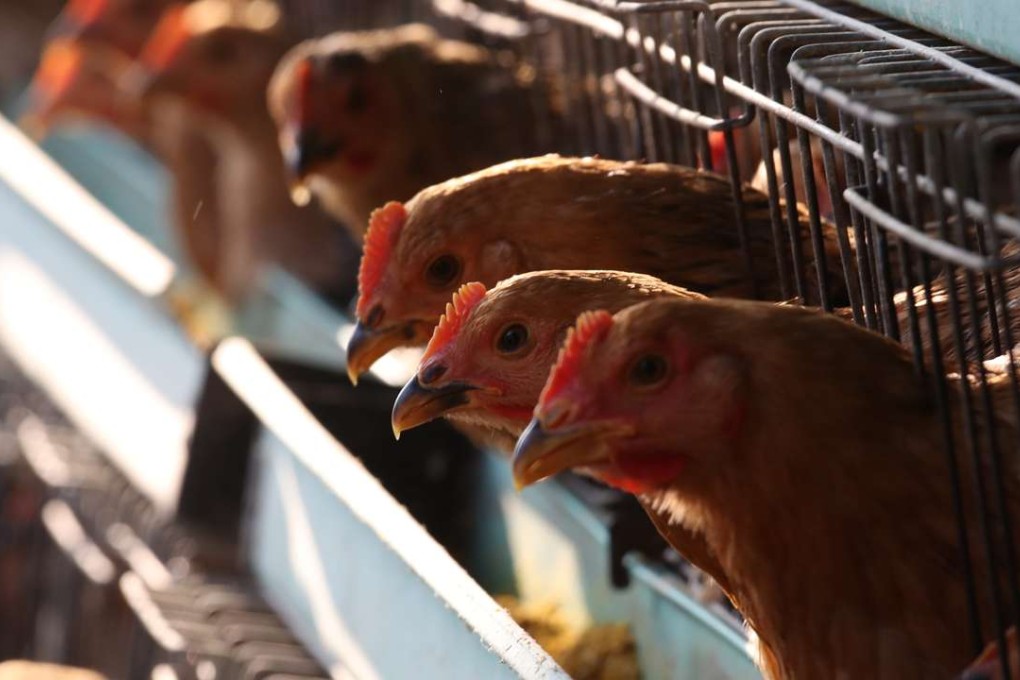 A 69-year-old man from Hebei who contracted the H7N9 virus had been in contact with live poultry before he fell ill. Photo: SCMP Pictures