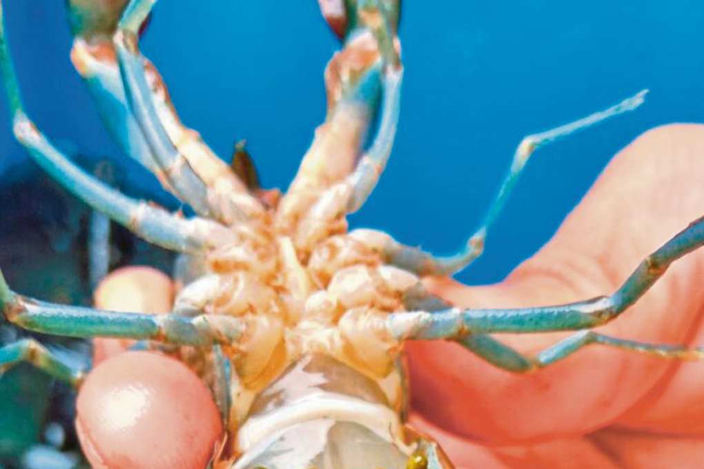 A female red claw crayfish carrying thousands of eggs. Photo: Rosli Zakaria